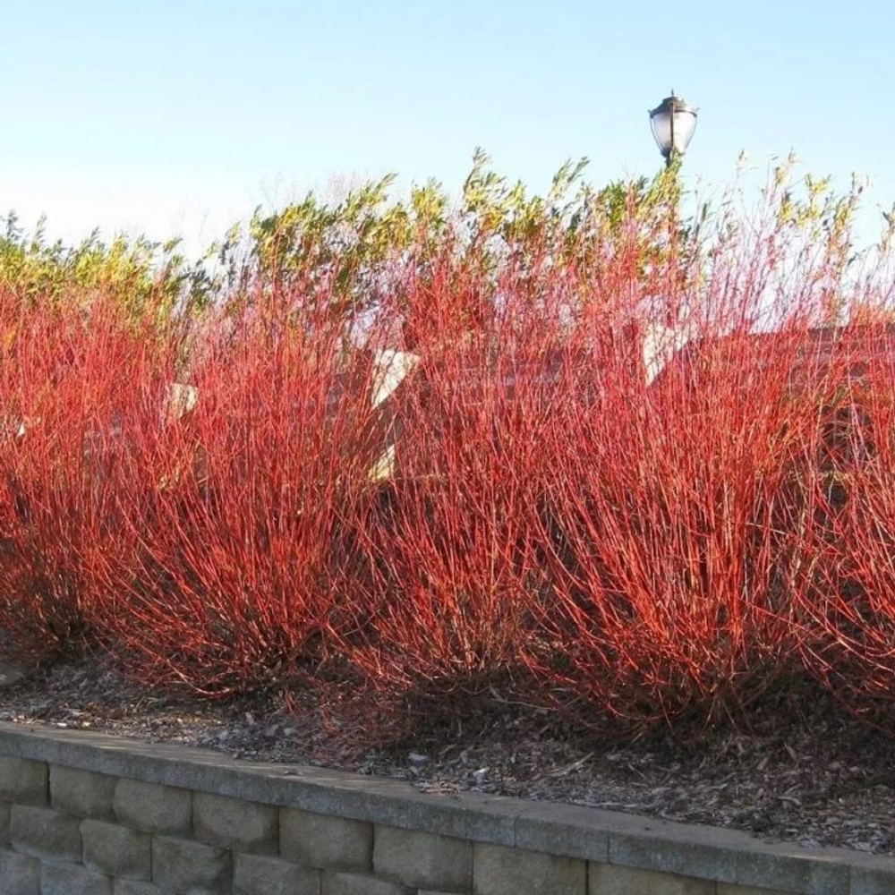 Ива Флейм С15 160-200