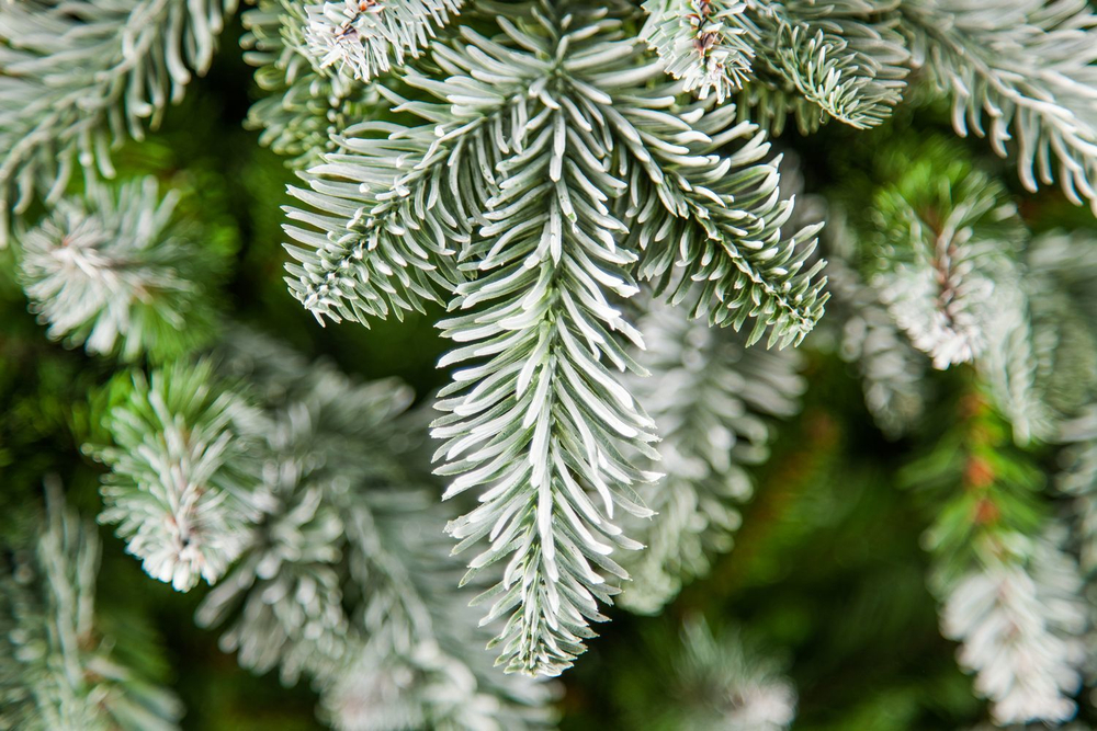 Ель Нормандия Пушистая 215см заснеженная Triumph Tree