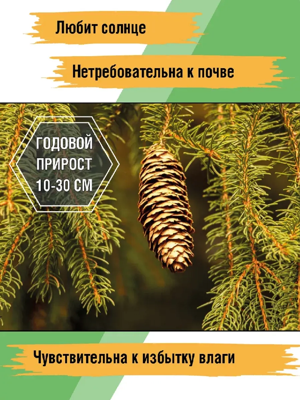 Саженец Ель обыкновенная