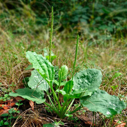 фотка подорожника большого-adonnis.ru
