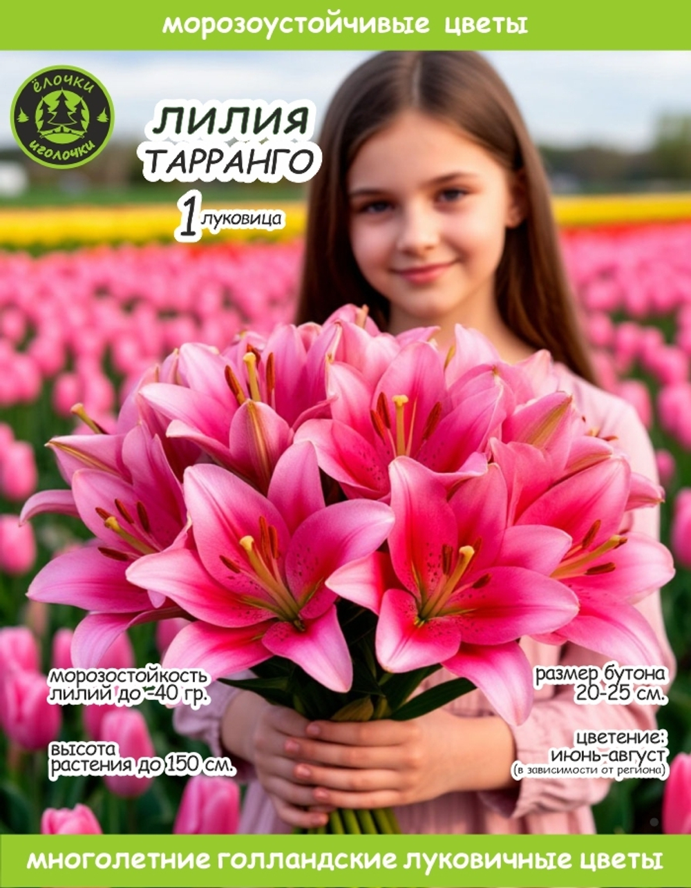 Лилия Луковица, Тарранго, 1 шт