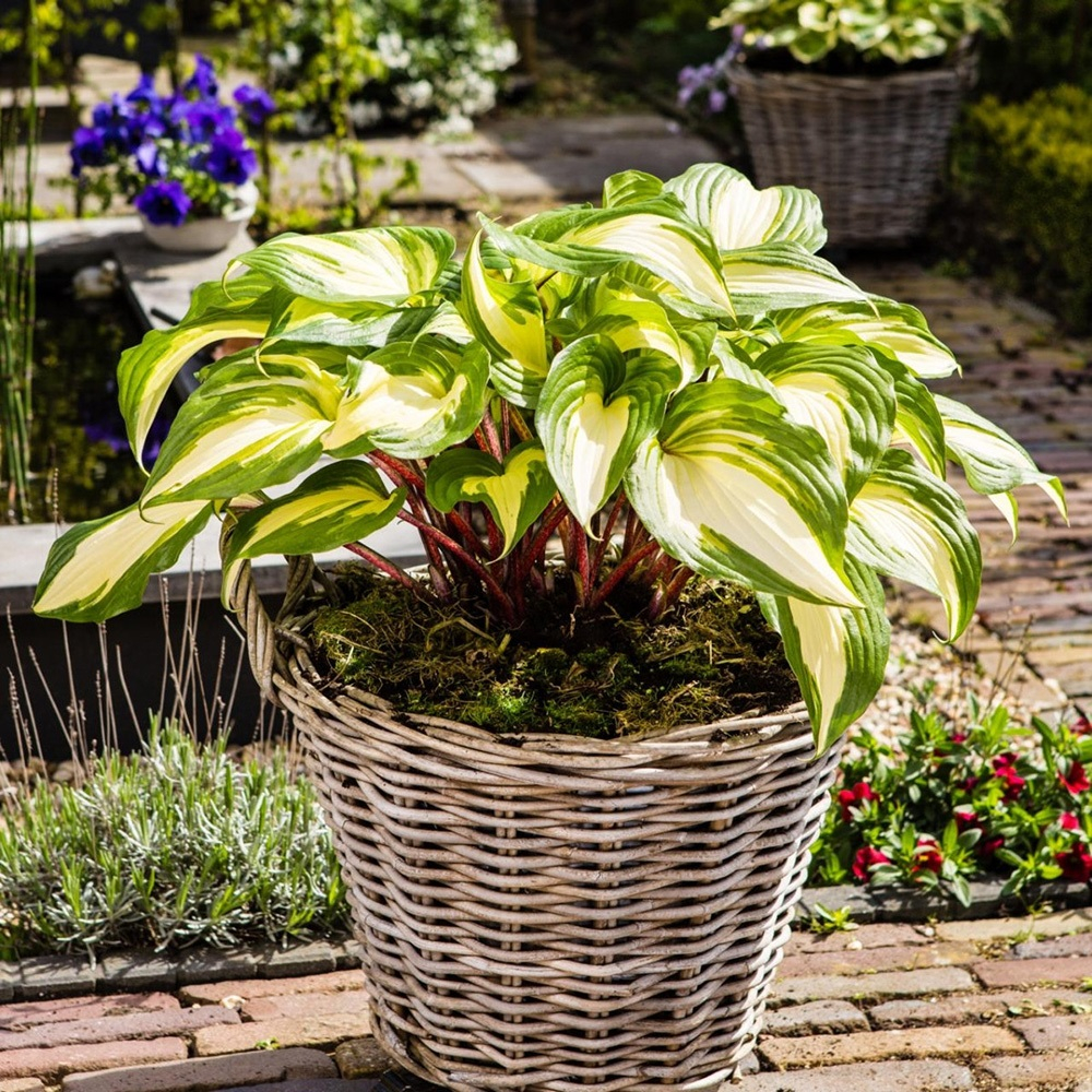 Хоста Гусберри Сандаэ