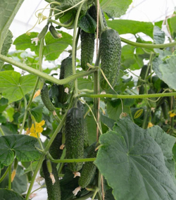 Огурец Анзор F1 7шт Мировые Семена VITA GREEN