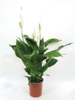 Спатифиллум