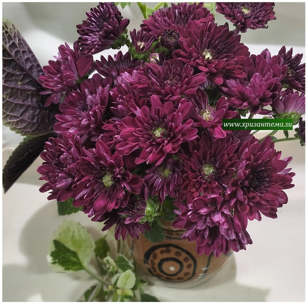 Хризантема мультифлора Meridian Purple м. 190 (временно нет в наличии)