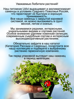 Солейролия Розовые веточки