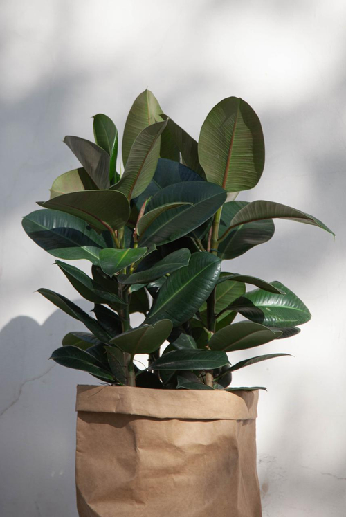 Фикус Эластика Робуста 3ств