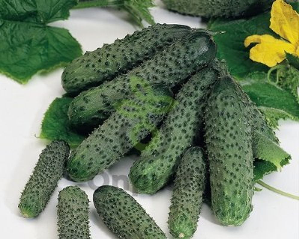 Огурец Самсур F1 7шт ВитаГрин ЭКСТРА