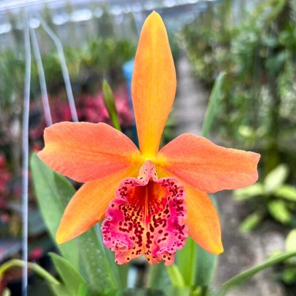 Орхидея ринхобрассолея RBY. COPPER QUEEN