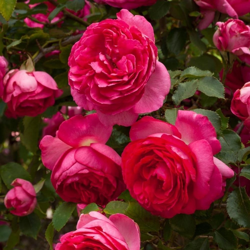 Цикламен Пьер Де Ронсар (Cyclamen Pierre De Ronsard)