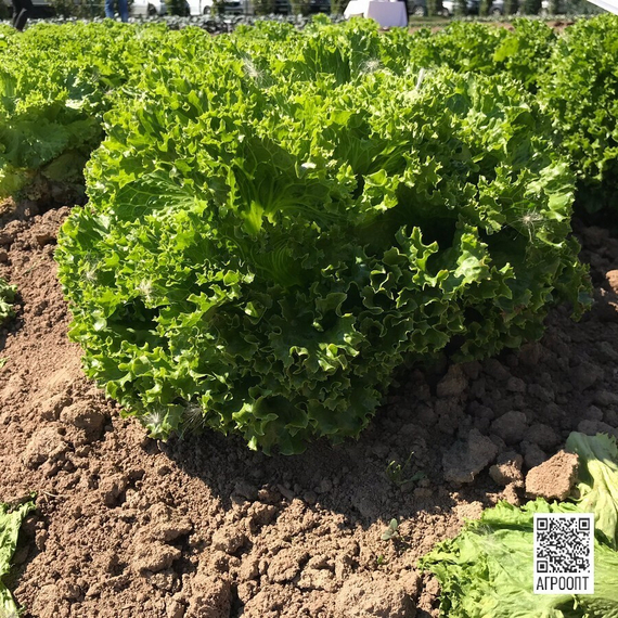 Ландау семена салата лолло блонда (Rijk Zwaan / ALEXAGRO) культура – фото 3