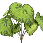 Бегония куст 45 см.