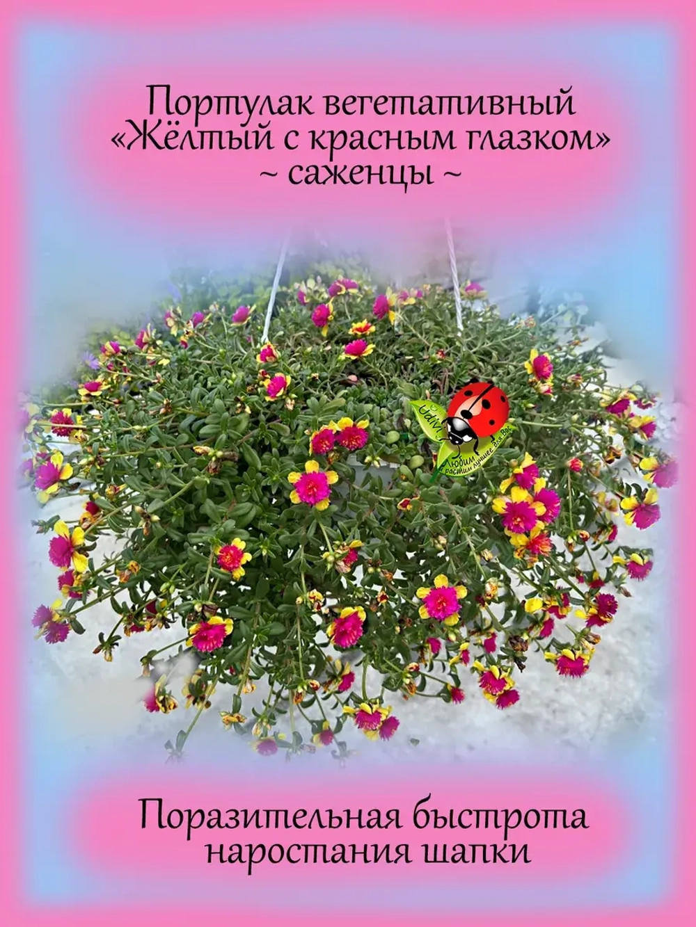 Портулак Желтый с красным глазком вегетативный