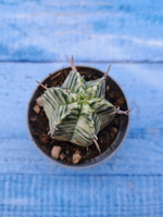 Euphorbia meloformis f. Variegated (Эуфорбия вариегатная)