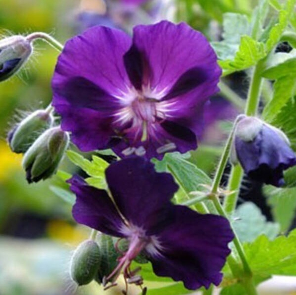 Герань "Raven". Geranium "Raven".