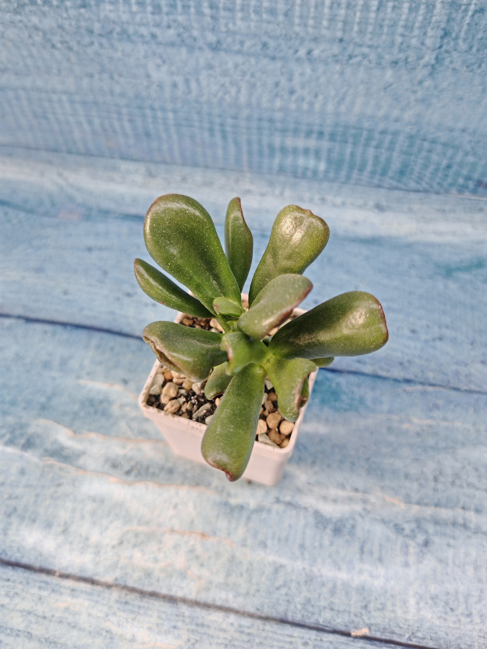 Crassula Ovata Hobbit (Крассула)