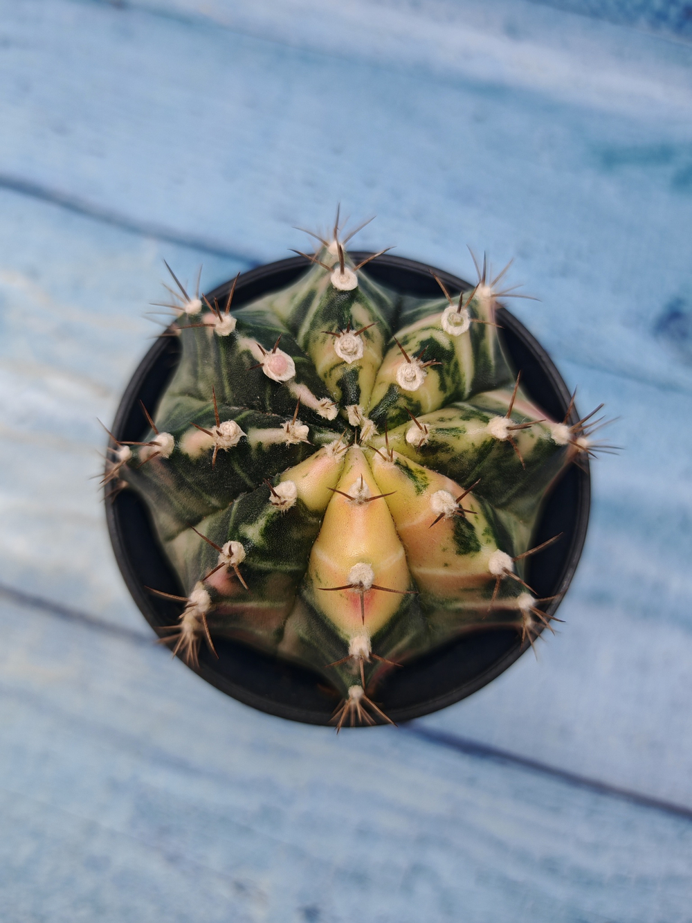 Gymnocalycium Variegata (Гимнокалициум Вариегатный)