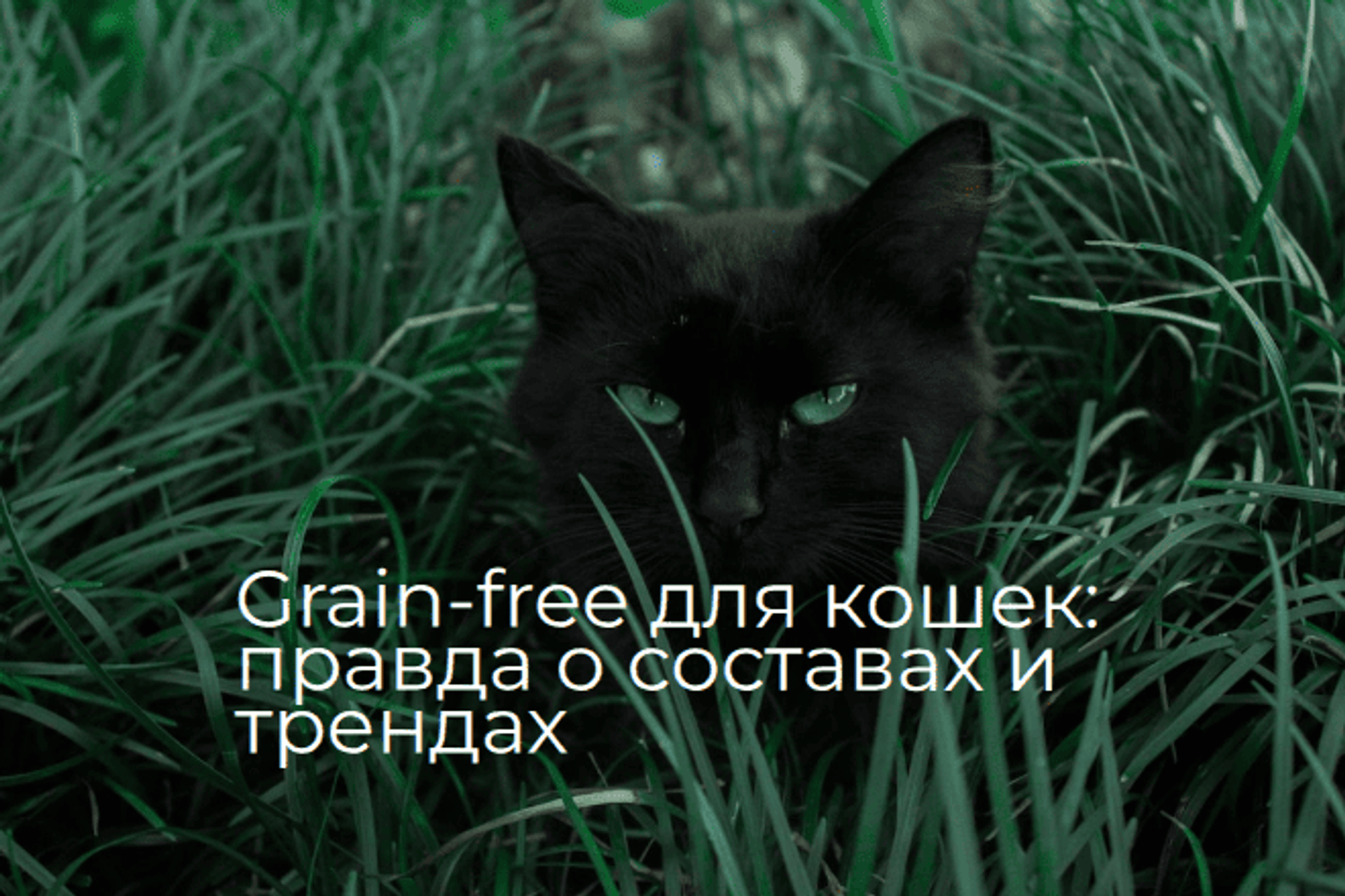 Grain‑free для кошек: правда о составах, трендах и кому что подходит