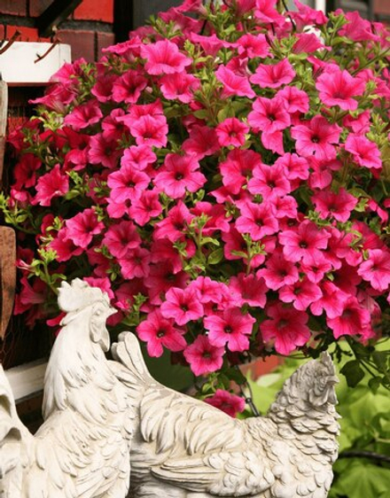 ЕВРО Surfinia Hot Pink ОКС укорененный черенок 15-20 февраля