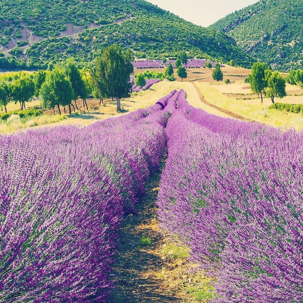 Лавандовые поля и озеро Салда