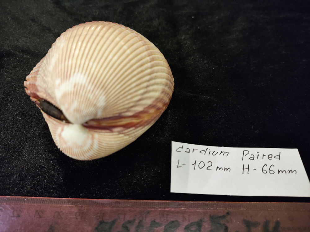 Кардиум Элонгатум "95-110мм" парный