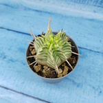 Euphorbia meloformis f. Variegated (Эуфорбия вариегатная)