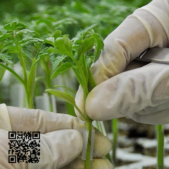 Фикус_F1_семена_подвоя_томата_Sakata_купить – фото 1