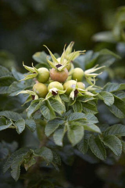 PHENYLETHYL TIGLATE / ФЕНИЛЭТИЛТИГЛАТ CAS 55719-85-2