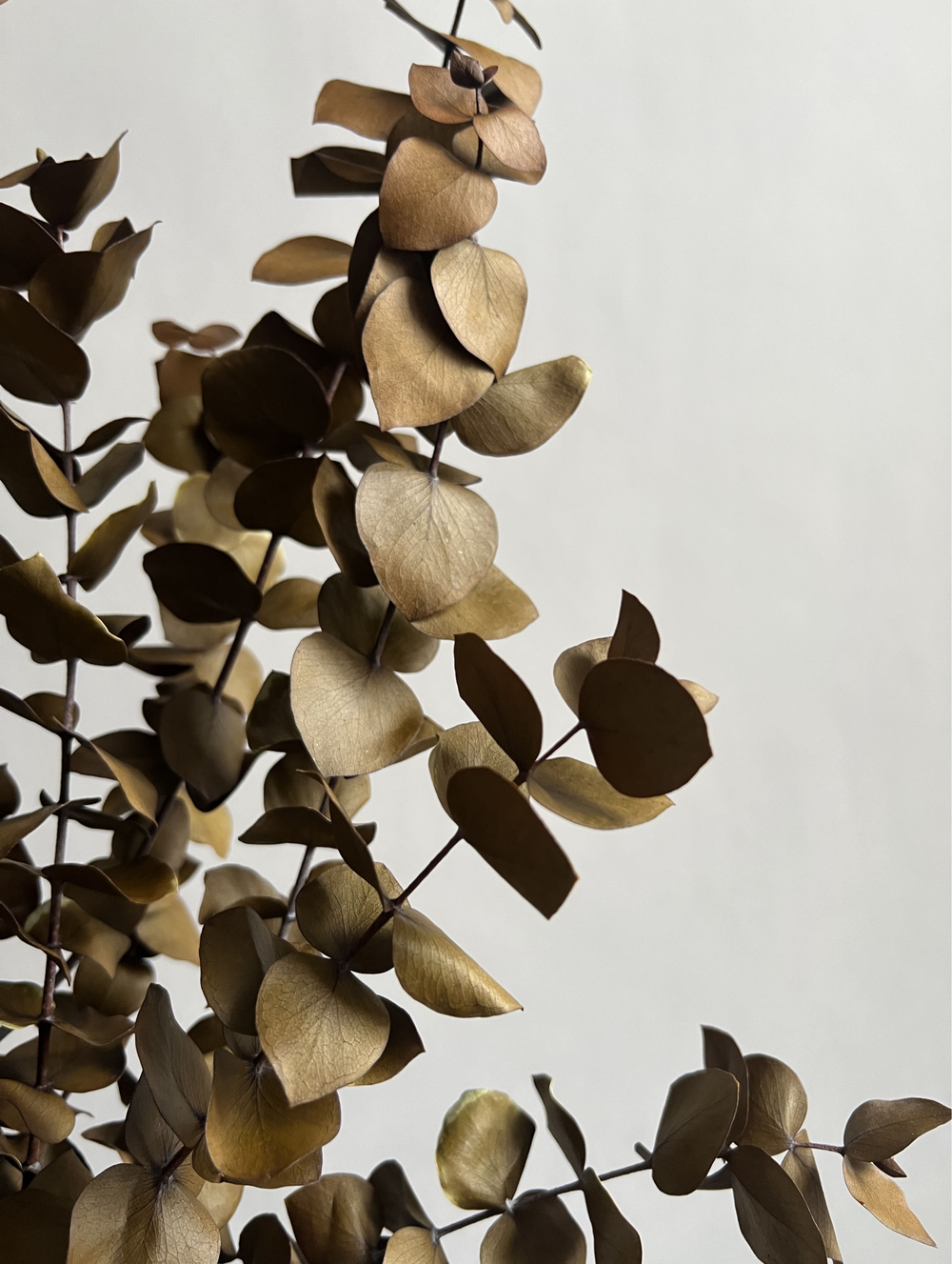 Эвкалипт Цинерия стабилизированный хаки