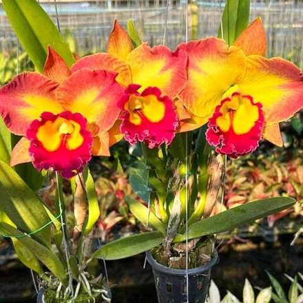 Орхидея ринхолелиокаттлея RLC. SAENG U-SA #5