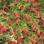 Брусника Коралл