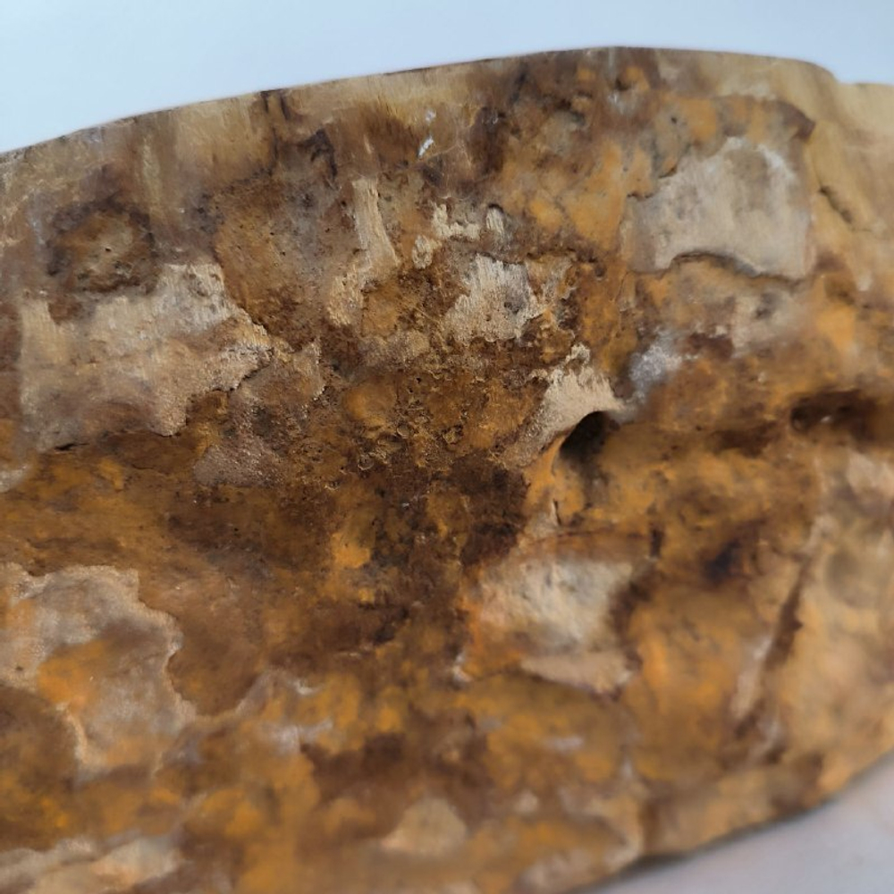 Раковина из окаменелого дерева FossilBasin OD-62450 58*45*14