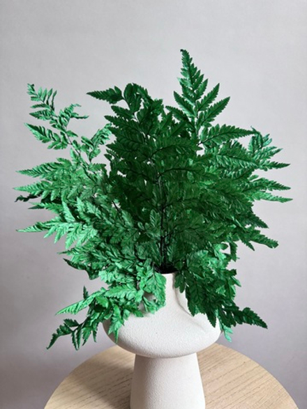 Папоротник темно-зеленый