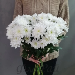 Хризантема кустовая