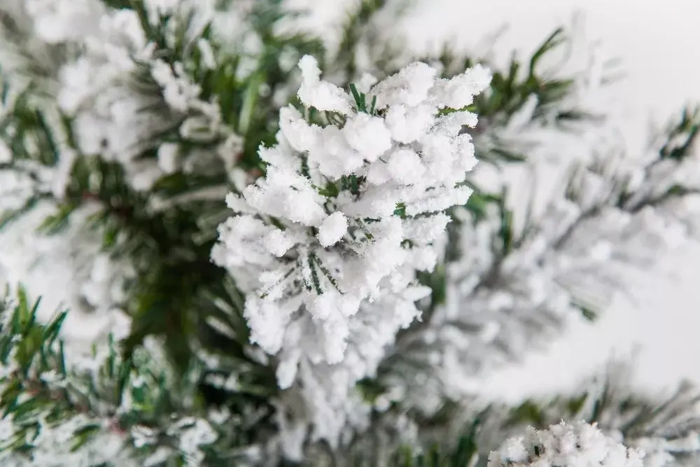 Ель Атлантида заснеженная 215 см., мягкая хвоя, Black Box (74343)