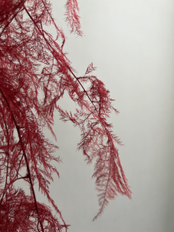 Аспарагус стабилизированный перистый бордовый