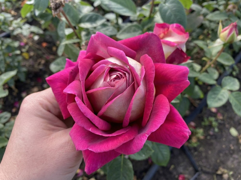 Роза «Кроненбург» (Cronenbourg) чайно-гибридная