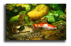 Постер "Морской обитатель"