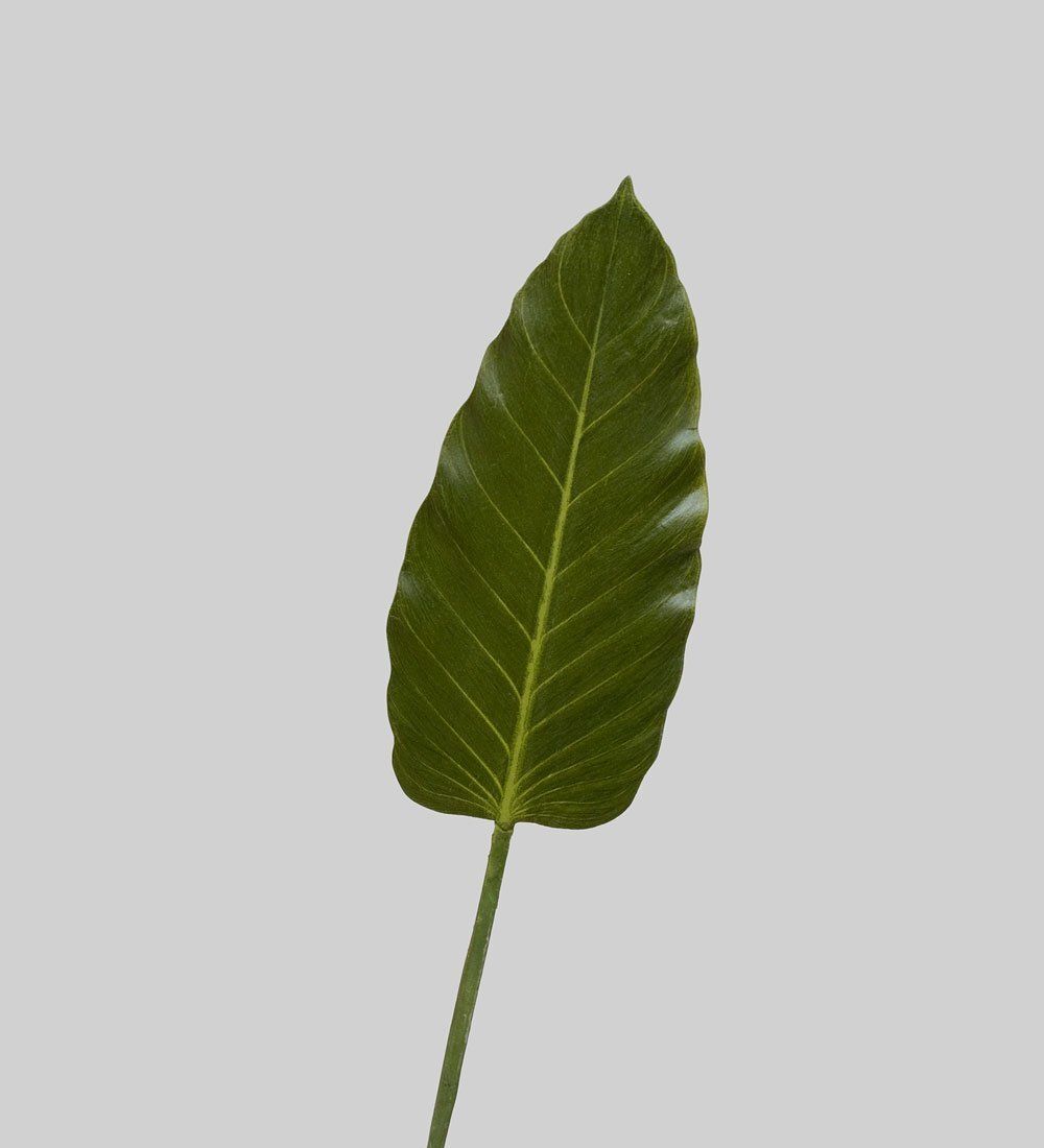 TR 578S Каладиум