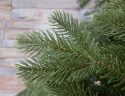 Ель дворянская 260см Black Box зеленая