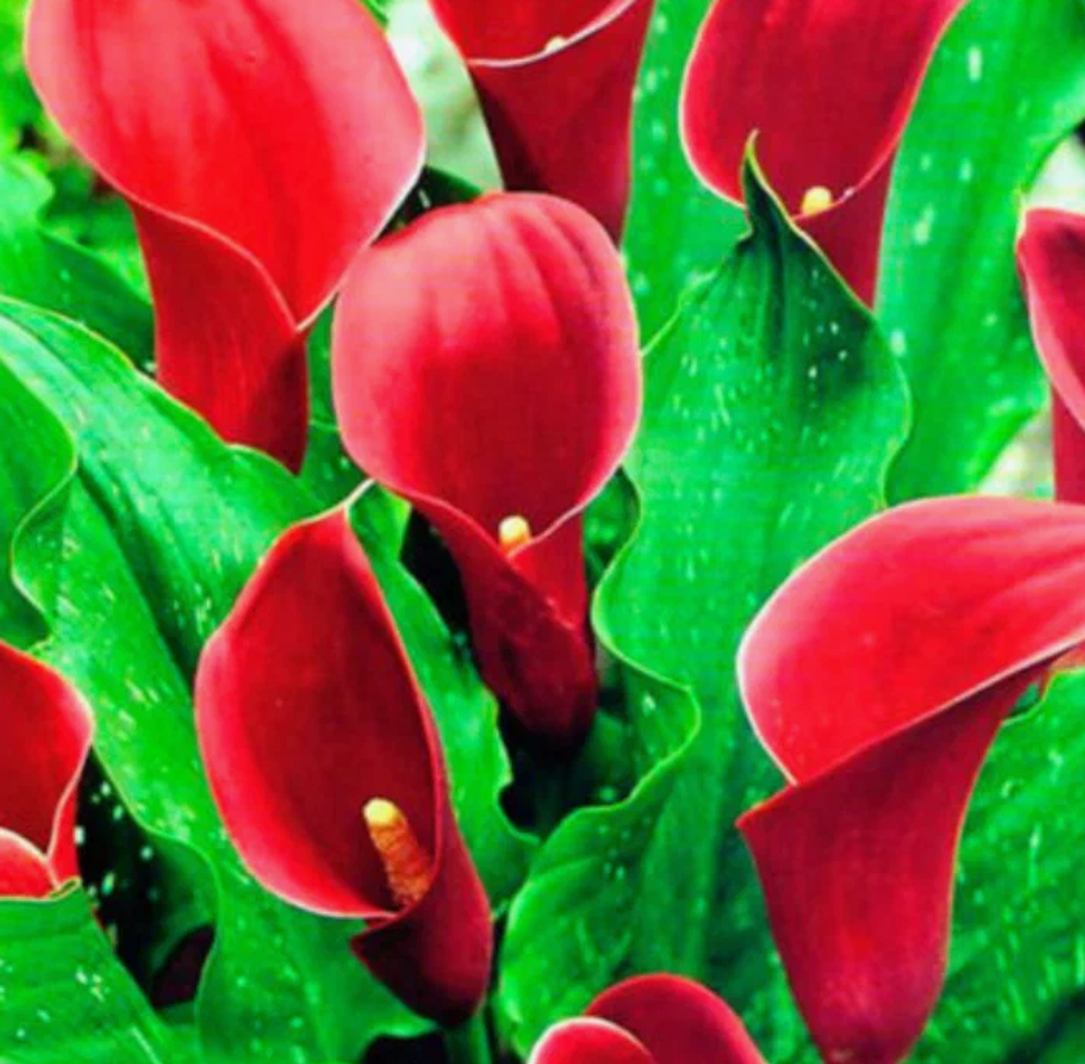 Калла Маджестик Ред 1 клубень, март 2026