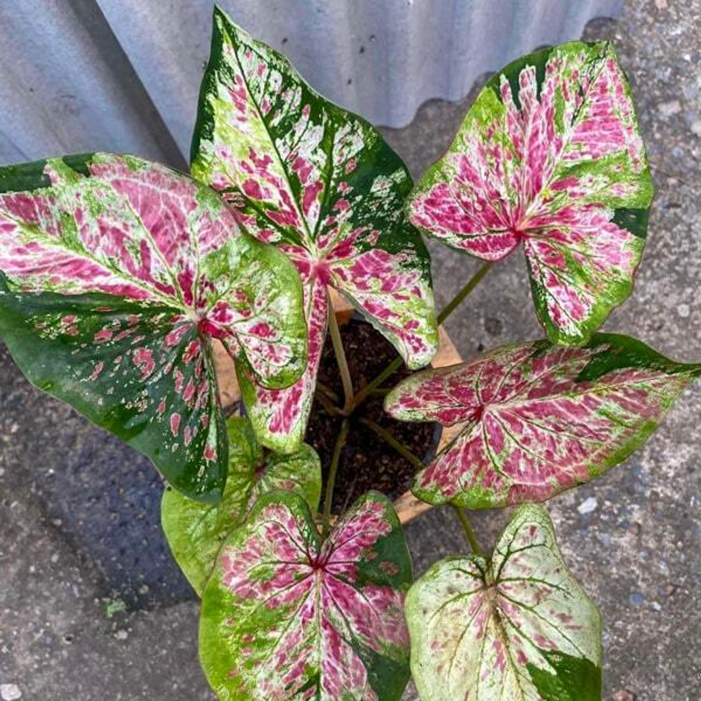 Лучшие каладиумы на выставке в Бангкоке. Декабрь 2025. Часть 2