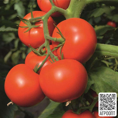 ТОЙВО F1 семена томата (Bejo | Alexagro)