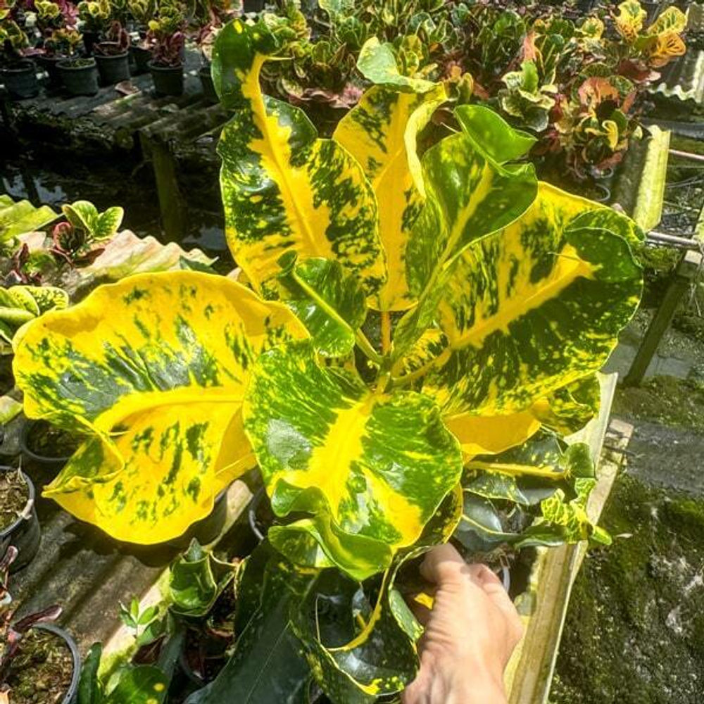 Кротон KWAK THONG KAM