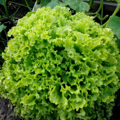 Локарно рз семена салата лолло блонда (Rijk Zwaan / Райк Цваан)