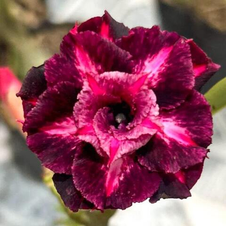 Адениум GIRL'S SECRET