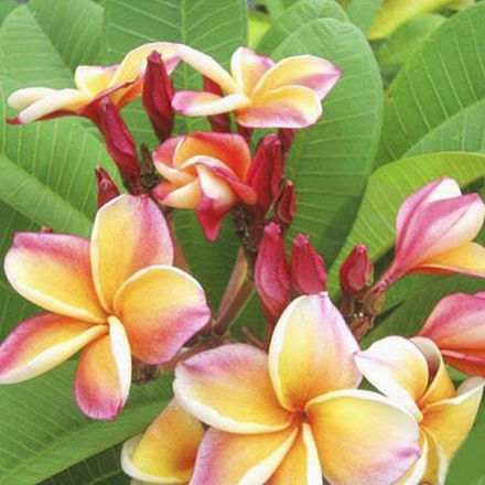 Плюмерия LUEANG KHOB CHOMPHU