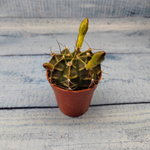 Gymnocalycium Friedrichii (Гимнокалициум)