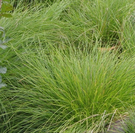 Осока розовая. Сarex rosea.