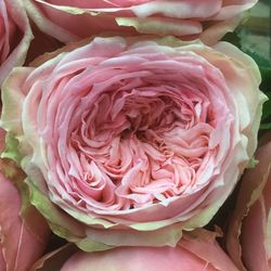 Прайд Оф Джейн (Pride Of Jane)